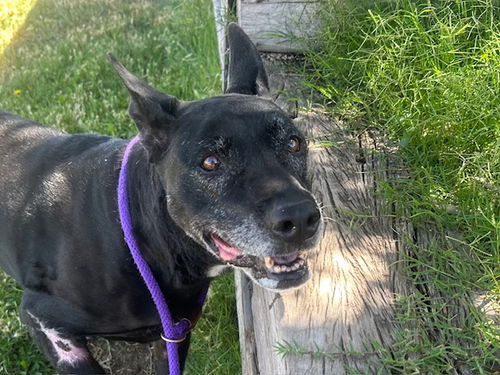 picture of the dog needing adoption