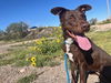 adoptable Dog in Albuquerque, NM named ESTELLE SPARKS