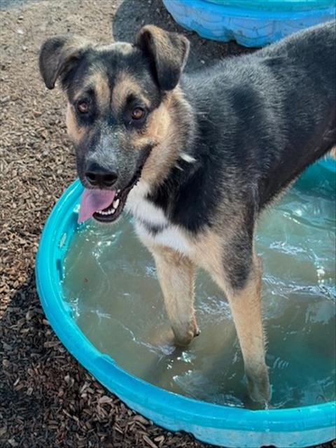 adoptable Dog in Albuquerque, NM named KING