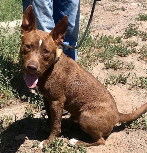 adoptable Dog in Albuquerque, NM named SHAXX