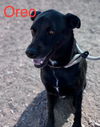 adoptable Dog in , NM named OREO