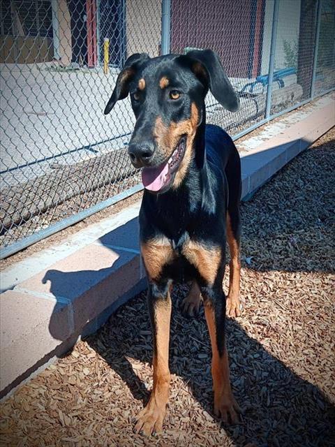 adoptable Dog in Albuquerque, NM named BROSKI