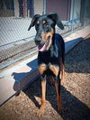 adoptable Dog in , NM named BROSKI