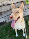 adoptable Dog in , NM named HOUDINI