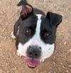 adoptable Dog in , NM named JUJU