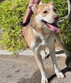 adoptable Dog in , NM named CONSTI