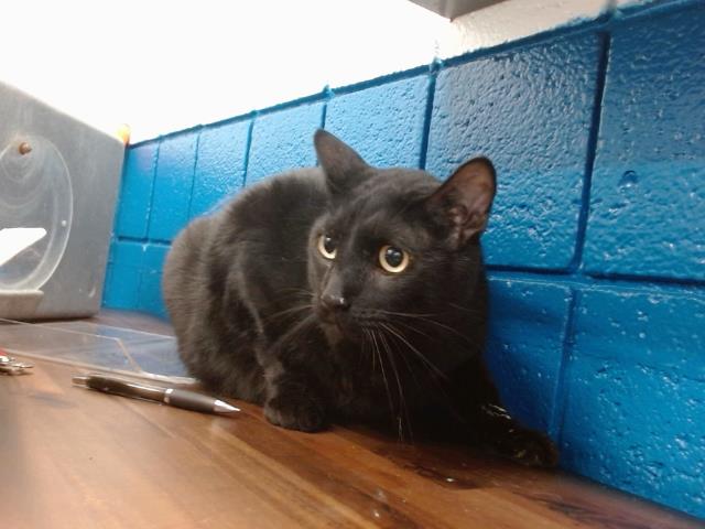 adoptable Cat in Albuquerque, NM named PEPPER