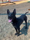 adoptable Dog in , NM named GILDA