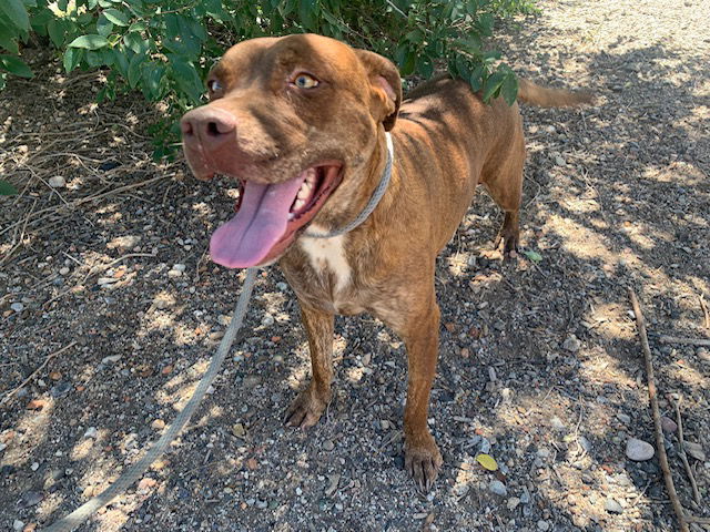 adoptable Dog in Albuquerque, NM named LEELOO