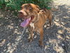 adoptable Dog in , NM named LEELOO