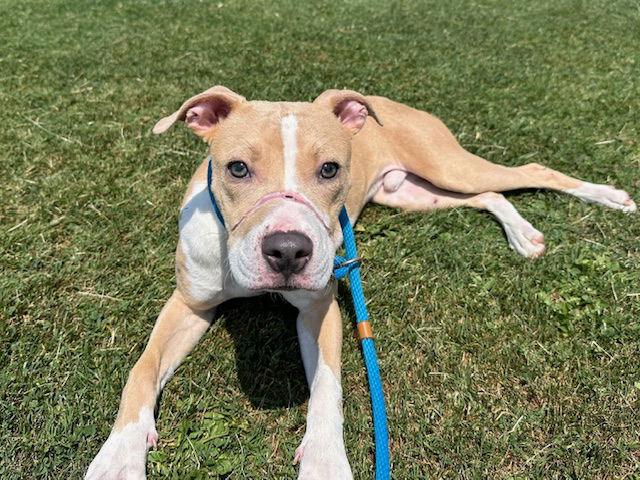 adoptable Dog in Albuquerque, NM named SUPERSAURUS