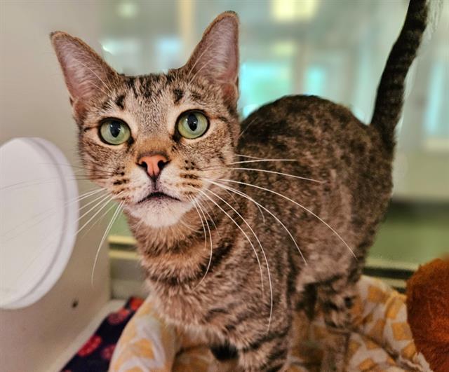 adoptable Cat in Albuquerque, NM named MUFFIN