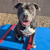 adoptable Dog in Albuquerque, NM named RAYLAN