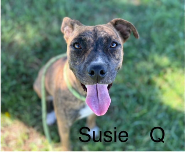 adoptable Dog in Albuquerque, NM named SUZIE Q