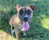 adoptable Dog in albuquerque, NM named SUZIE Q