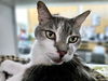 adoptable Cat in Albuquerque, NM named MAX