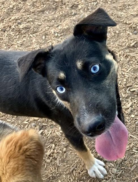 adoptable Dog in Albuquerque, NM named SAM