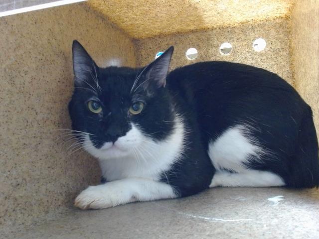 adoptable Cat in Albuquerque, NM named YIN YANG