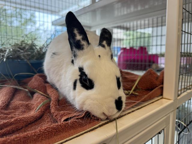 adoptable Rabbit in Albuquerque, NM named BAD BUNNY