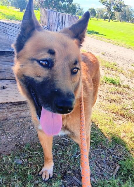 adoptable Dog in Albuquerque, NM named SULLIVAN