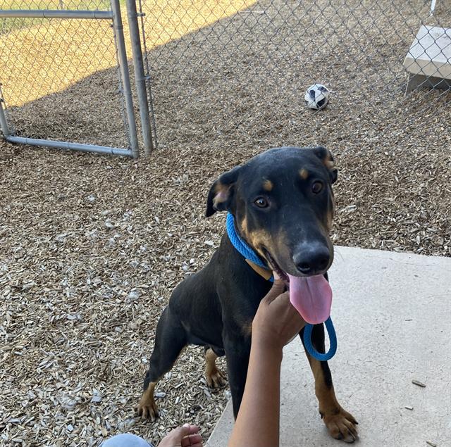 adoptable Dog in Albuquerque, NM named TIM