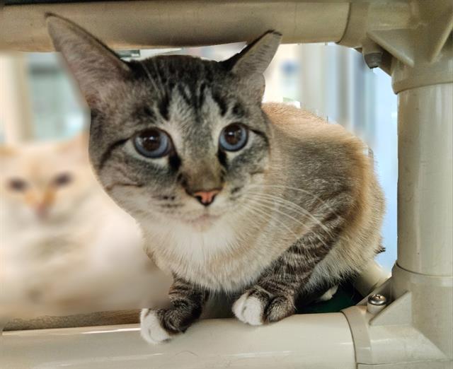 adoptable Cat in Albuquerque, NM named STAPLE