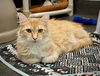 adoptable Cat in albuquerque, NM named PEN