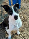 adoptable Dog in , NM named RILEY