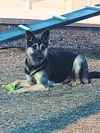 adoptable Dog in , NM named BEAR