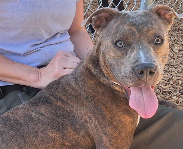 adoptable Dog in Albuquerque, NM named VAL