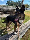 adoptable Dog in , NM named MARCELINE