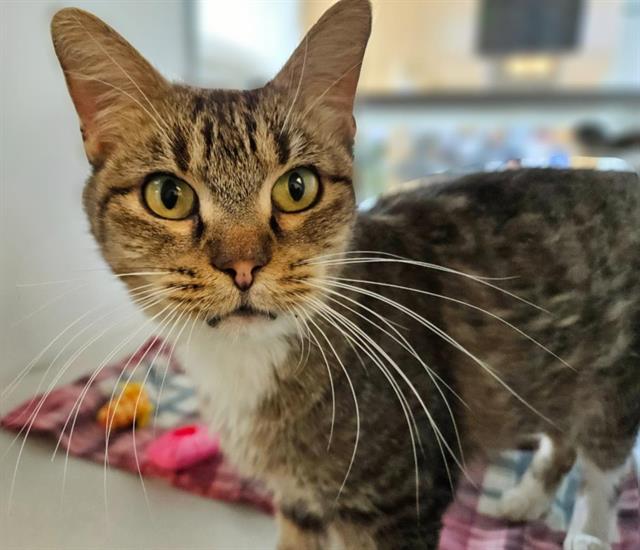 adoptable Cat in Albuquerque, NM named BECCA