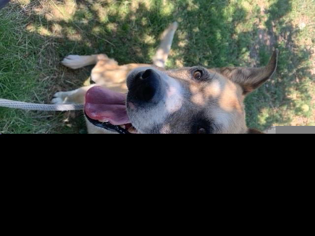 adoptable Dog in Albuquerque, NM named BEAR