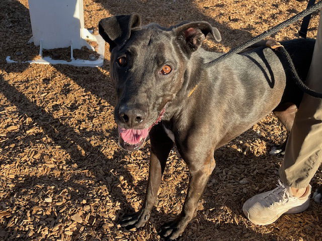 adoptable Dog in Albuquerque, NM named JORDON