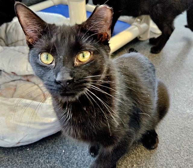 adoptable Cat in Albuquerque, NM named ASHLEY