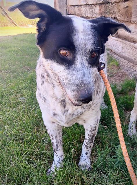 adoptable Dog in Albuquerque, NM named BUBBLEGUM