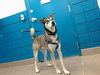 adoptable Dog in Albuquerque, NM named KOBE