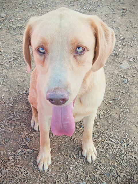 adoptable Dog in Albuquerque, NM named WOODY