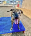 adoptable Dog in albuquerque, NM named TINKER