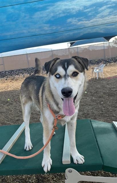 adoptable Dog in Albuquerque, NM named DAVE