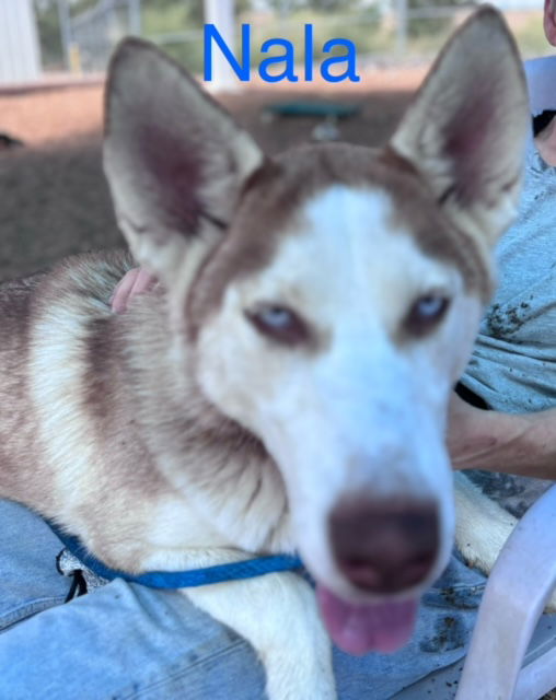 adoptable Dog in Albuquerque, NM named NALA