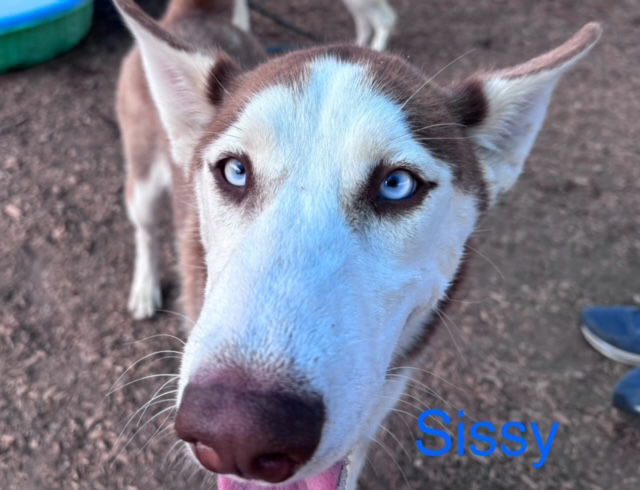 adoptable Dog in Albuquerque, NM named SISSY