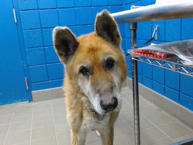 adoptable Dog in Albuquerque, NM named BEAR