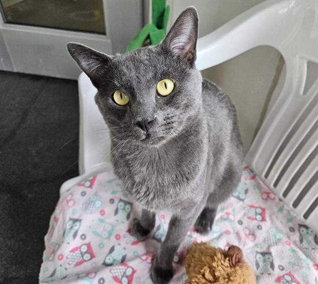 adoptable Cat in Albuquerque, NM named BLUE