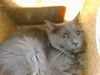 adoptable Cat in Albuquerque, NM named GREY BOY