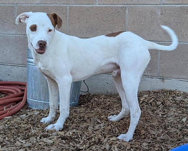 adoptable Dog in Albuquerque, NM named WALRUS