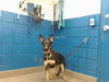 adoptable Dog in , NM named LIZA