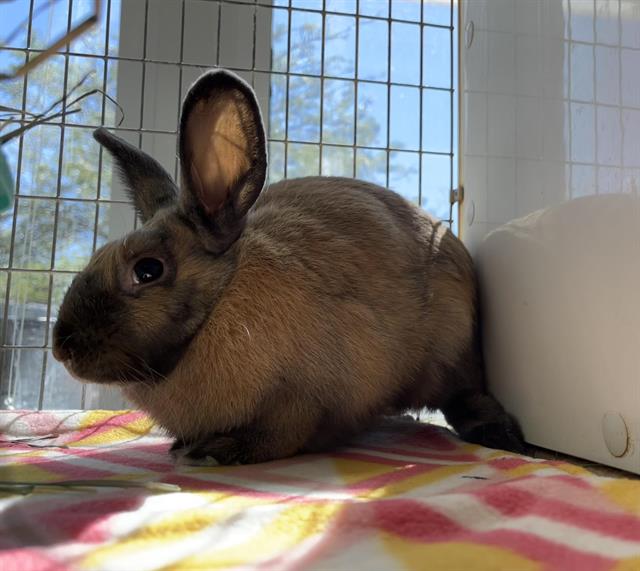 adoptable Rabbit in Albuquerque, NM named CHARLES