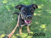 adoptable Dog in , NM named RASPUTIA