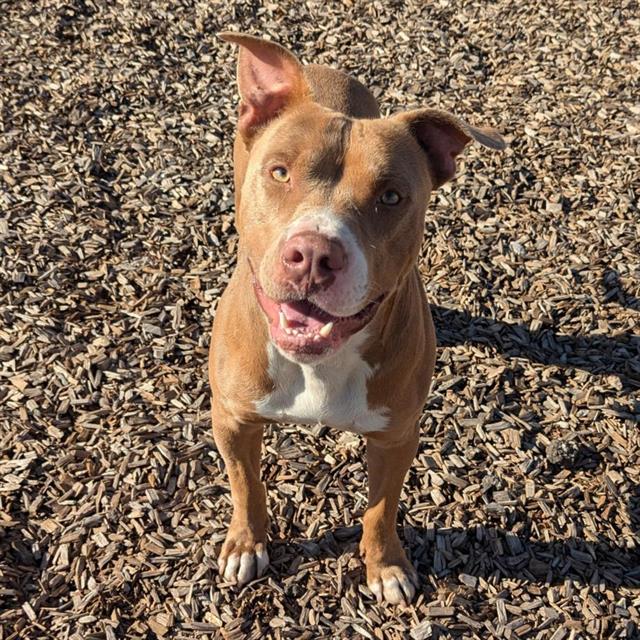 adoptable Dog in Albuquerque, NM named TANK